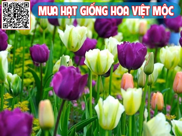 Hình ảnh hoa tulip - kythuatcanhtac.com