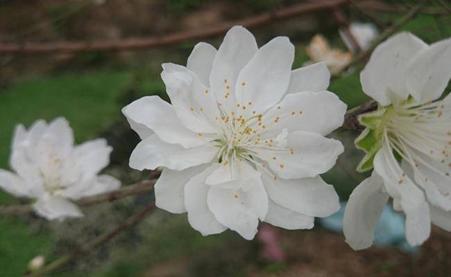 Những loại hoa đào Việt Nam đẹp mê hồn, càng ngắm càng đã mắt - 29 - kythuatcanhtac.com