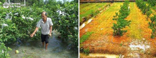 Giải pháp phục hồi vườn bưởi sau mưa bão - kythuatcanhtac.com
