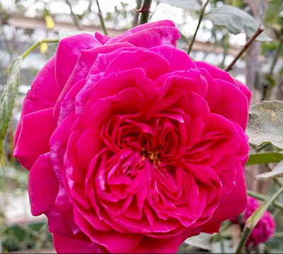 Hoa hồng leo ME Isaac Pereire Rose 3 - kythuatcanhtac.com
