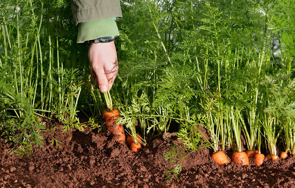 Nhiệt độ nảy mầm hạt giống để trồng cà rốt là từ 42 - 90 F (5,5 - 32 độ C) nhưng nhiệt độ nảy mầm tối ưu là từ 55 - 75 F (12 - 24 độ C).  - kythuatcanhtac.com