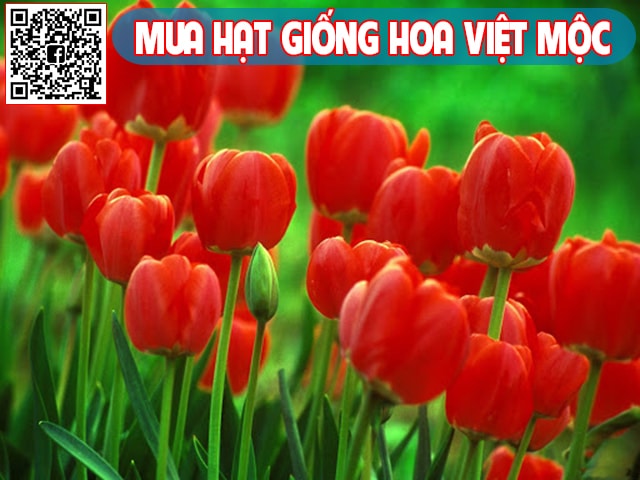 Hình ảnh hoa tulip đỏ - kythuatcanhtac.com