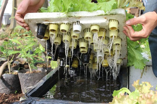 Cách trồng rau thủy canh bằng thùng xốp - kythuatcanhtac.com