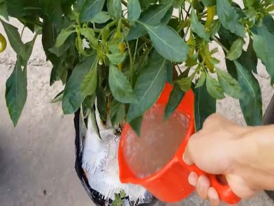 sử dụng dịch chuối tưới cho cây ớt - kythuatcanhtac.com