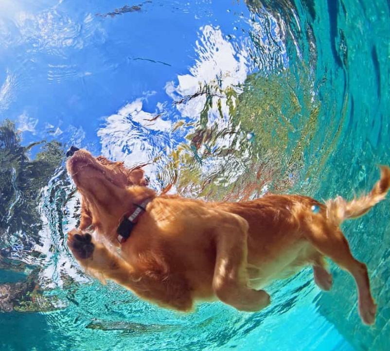 Chó labrador - Chú chó thông minh và kiên cường trước khó khăn 20 - kythuatcanhtac.com