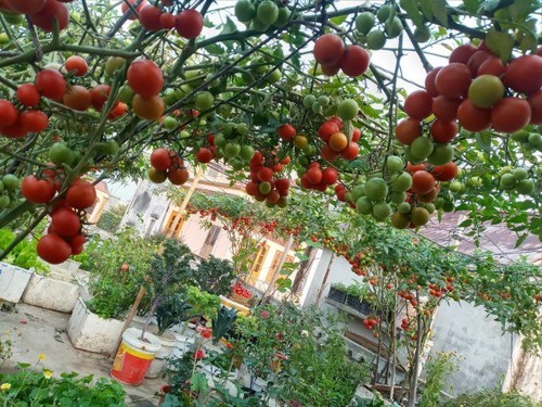 Mẹ Hải Phòng làm ròng rọc tời đất lên sân thượng trồng cà chua, quả kết từng chùm trĩu giàn - 16 - kythuatcanhtac.com