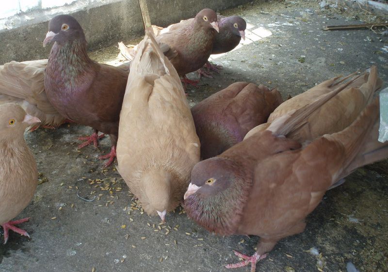 Giá bồ câu gà giống. Giá bán bồ câu gà Pháp, Mỹ ở Hà Nội & TPHCM - kythuatcanhtac.com