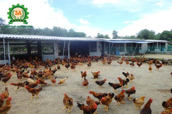 Cách làm chuồng nuôi gà thả vườn. Thiết kế chuồng gà thả vườn - kythuatcanhtac.com