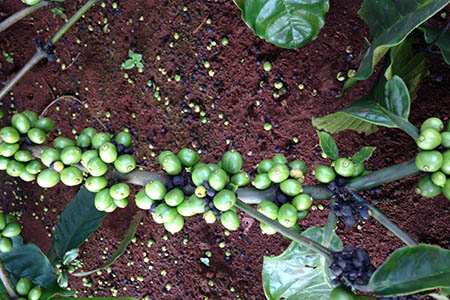 Hiện tượng rụng trái non trên cây cafe - kythuatcanhtac.com