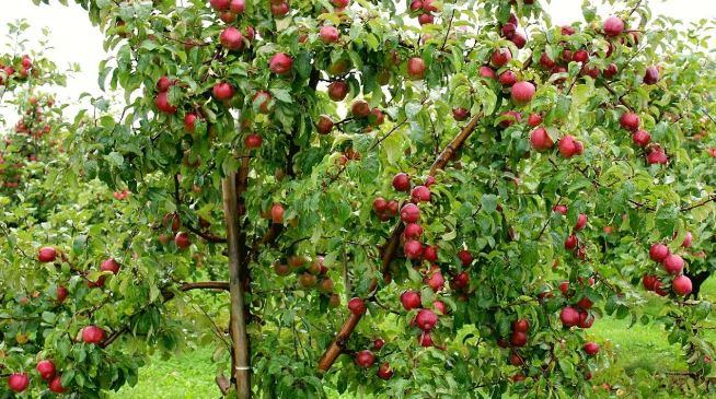 Cây táo tàu (cây hồng táo) – Cây ăn quả độc đáo có nhiều giá trị kinh tế 6 - kythuatcanhtac.com