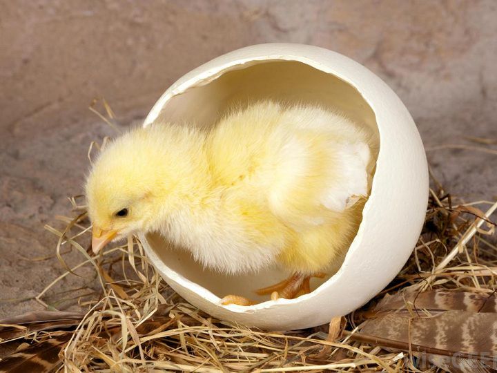 Cách nhận biết gà mái sắp đẻ. Cách bảo quản trứng gà để ấp - kythuatcanhtac.com