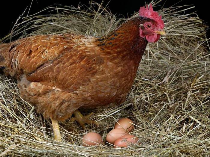 Cách nhận biết gà mái sắp đẻ. Cách bảo quản trứng gà để ấp - kythuatcanhtac.com