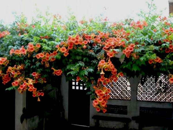 Hoa đăng tiêu hoa leo đẹp chống nắng tuyệt đẹp 11 - kythuatcanhtac.com