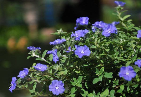 7 loại hoa này khi nở sẽ tươi tắn hàng ngày, để ban công có hoa nở quanh năm - 5 - kythuatcanhtac.com