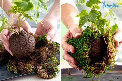 Làm ướt bầu đất và rêu để tạo thành một quả cầu xung quanh rễ cây - kythuatcanhtac.com