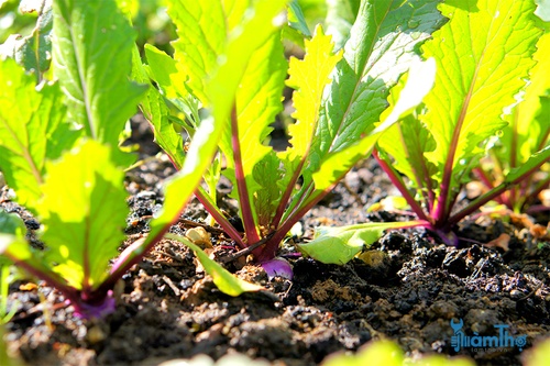 Hướng dẫn cách trồng củ cải Turnip từ hạt giống - kythuatcanhtac.com