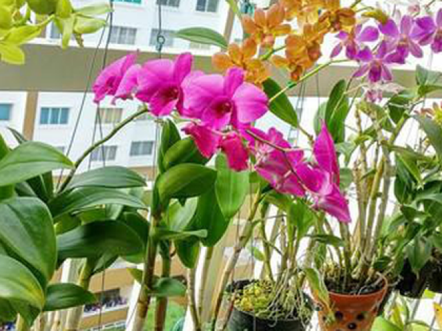 Cách chọn các loại cây hoa lan khỏe đẹp, dễ trồng, dễ sống - kythuatcanhtac.com