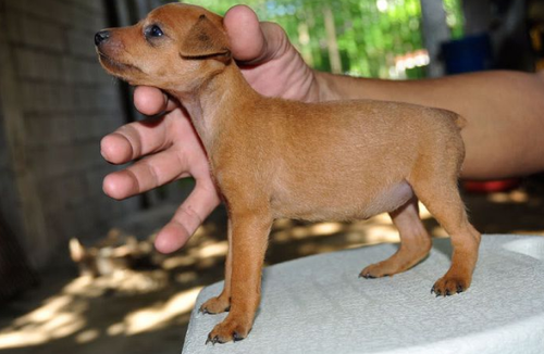 Chó Phốc - Loài chó nhỏ nhắn, tình cảm và thông minh 19 - kythuatcanhtac.com