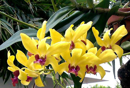 Kích thích cho lan Dendro nở hoa rực rỡ - kythuatcanhtac.com