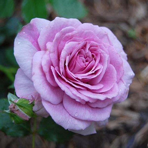 Cách chăm sóc cây hoa hồng tím quý hiếm, không phải chuyên gia vẫn cho hoa đẹp mĩ mãn - 6 - kythuatcanhtac.com