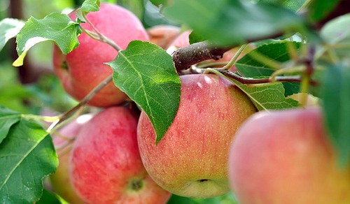 Lời khuyên cần thiết khi trồng và chăm sóc cây táo - kythuatcanhtac.com