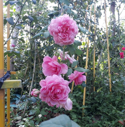 Hoa hồng Huntington Rose (David Austin) 5 - kythuatcanhtac.com