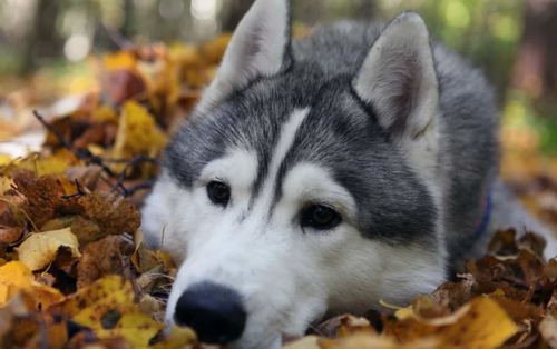 Chó alaska - Những thông tin cần biết khi nuôi chó alaska 16 - kythuatcanhtac.com