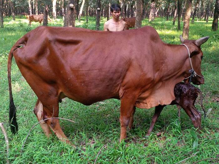 Các dấu hiệu nhận biết bò mang thai. Cách chăm sóc bò khi mang thai - kythuatcanhtac.com