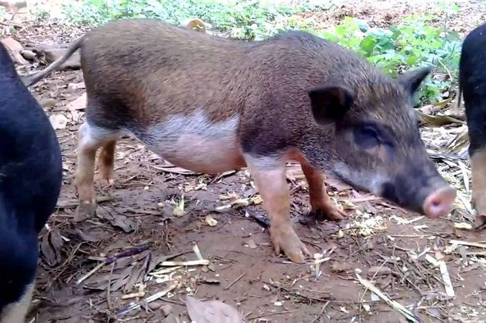 Lợn Mán - Lợn Mường Khương. Kỹ thuật nuôi lợn mán cơ bản - kythuatcanhtac.com