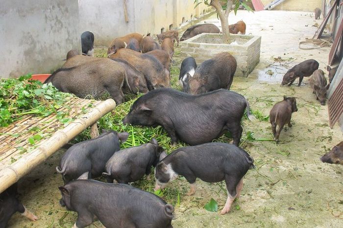 Lợn Mán - Lợn Mường Khương. Kỹ thuật nuôi lợn mán cơ bản - kythuatcanhtac.com