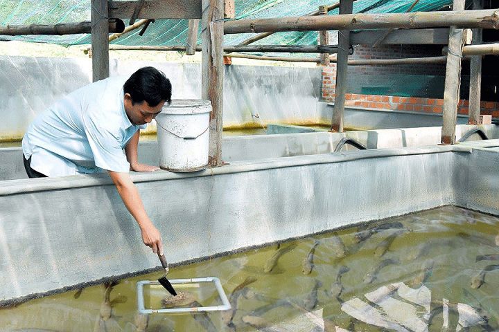 Kỹ thuật nuôi cá chình nước ngọt trong bể xi măng - kythuatcanhtac.com