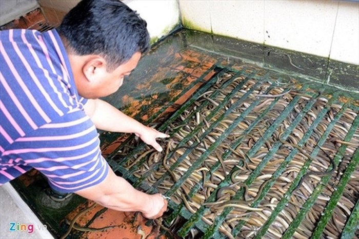 Kỹ thuật nuôi lươn không bùn. Cách nuôi lươn không bùn trong bể xi măng - kythuatcanhtac.com