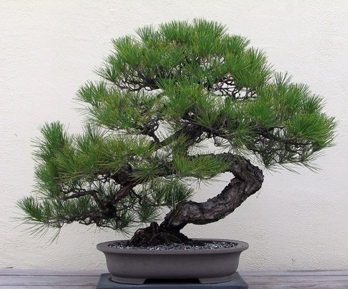 10 Cây cảnh bonsai đẹp nhất và cách chăm sóc cây bonsai đúng kỹ thuật - 5 - kythuatcanhtac.com