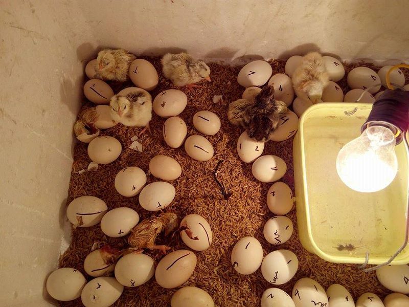 Hướng dẫn cách làm máy ấp trứng mini tự chế bằng thùng xốp tại nhà - kythuatcanhtac.com