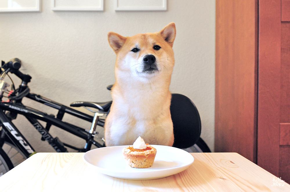 Chó Shiba Inu ngồi trước chiếc bánh ngọt cupcake - kythuatcanhtac.com