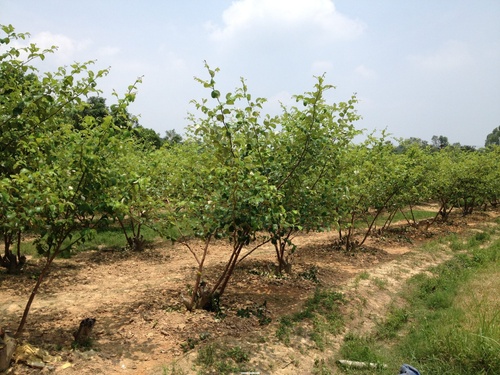 Kỹ thuật trồng táo - kythuatcanhtac.com