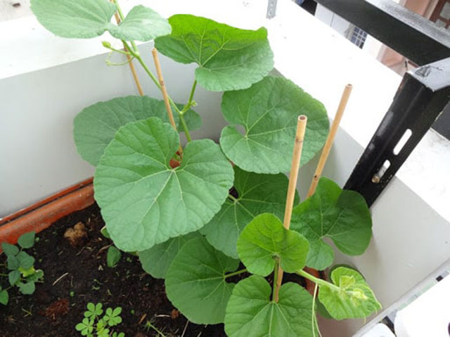 Kỹ thuật trồng bầu trong thùng xốp - kythuatcanhtac.com