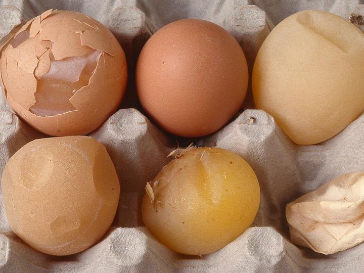 Tại sao gà đẻ trứng non? Cách chữa trị gà đẻ trứng non - kythuatcanhtac.com