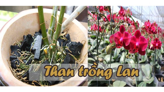 than trồng lan - kythuatcanhtac.com