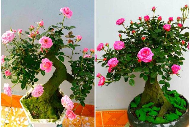 Hoa hồng bonsai – Hoa hồng thế nghệ thuật dành cho người yêu hoa 9 - kythuatcanhtac.com