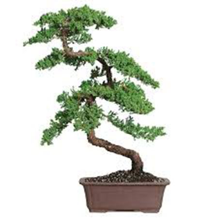 cay-bonsai-dang-sieu-1a - kythuatcanhtac.com