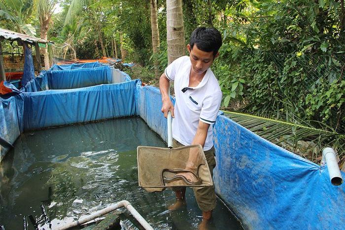 Kỹ thuật nuôi lươn. Cách nuôi lươn hiệu quả. Mô hình nuôi lươn làm giàu - kythuatcanhtac.com