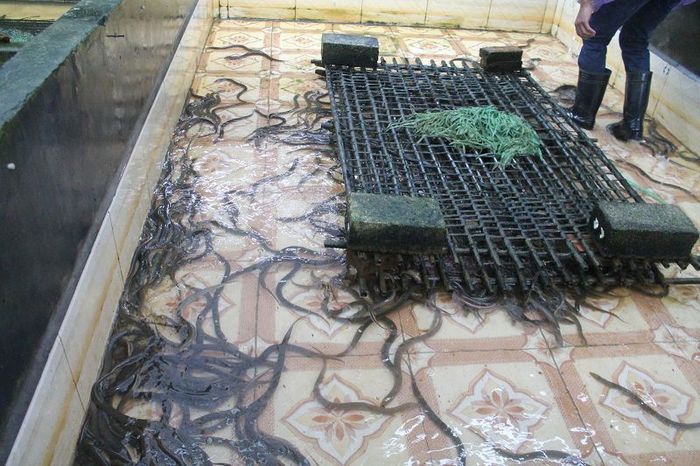 Kỹ thuật nuôi lươn. Cách nuôi lươn hiệu quả. Mô hình nuôi lươn làm giàu - kythuatcanhtac.com
