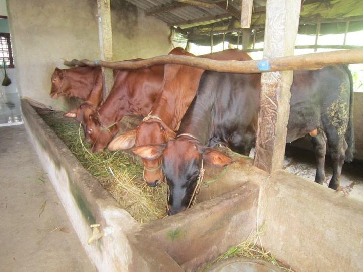 Kỹ thuật nuôi bò thịt nhốt chuồng. Cách làm chuồng nuôi bò thịt - kythuatcanhtac.com