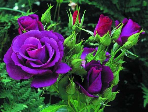 Cách chăm sóc cây hoa hồng tím quý hiếm, không phải chuyên gia vẫn cho hoa đẹp mĩ mãn - 3 - kythuatcanhtac.com