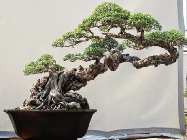 10 Cây cảnh bonsai đẹp nhất và cách chăm sóc cây bonsai đúng kỹ thuật - 13 - kythuatcanhtac.com