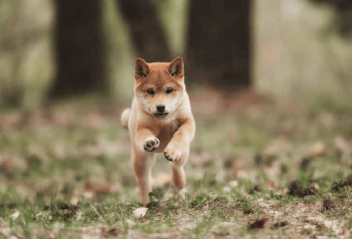 Chó Shiba - Nguồn gốc, đặc điểm và cách chăm sóc chú chó shiba 9 - kythuatcanhtac.com