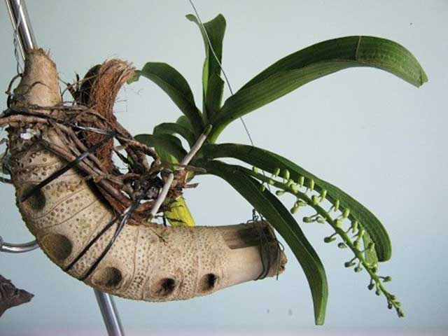 Kỹ thuật trồng lan hồ điệp trên gỗ - kythuatcanhtac.com