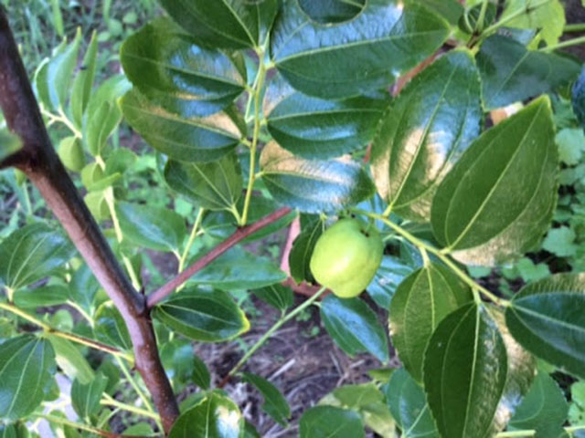 Cách trồng táo tàu - kythuatcanhtac.com