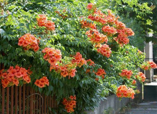 Hoa đăng tiêu hoa leo đẹp chống nắng tuyệt đẹp 14 - kythuatcanhtac.com